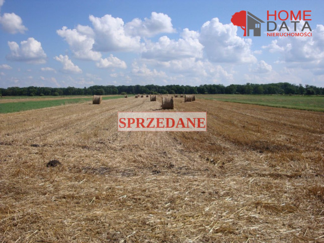 Działka Sprzedaż Będlewo 1